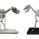 Image for article titled The Truth About Real-Life Dire Wolves